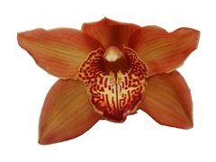 Cymbidium Cognac 60cm