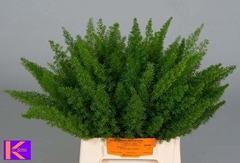 Asparagus Densiflorus Myers 40cm