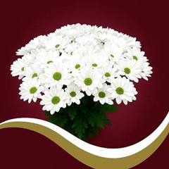 Chrysanth Spray Chic 70cm 85gr.