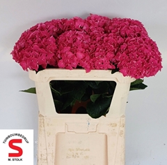 Hydrangea Lava 75cm 18-20cm Hd