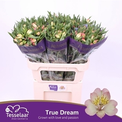 Alstroemeria True Dream 75cm 60gr.