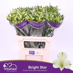 Alstroemeria Bright Star 75cm 55gr.