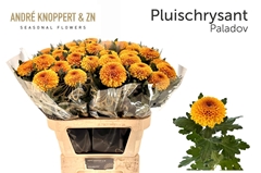 Chrysanth Single Paladov 85cm 100gr.
