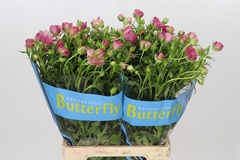 Ranunculus Butterfly Lycia 70cm 60gr.