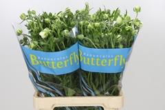 Ranunculus Butterfly Keramos 70cm 40gr.