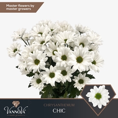 Chrysanth Spray Chic 70cm 90gr.