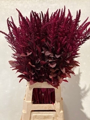 Amaranthus Cruentus Velvet 80cm