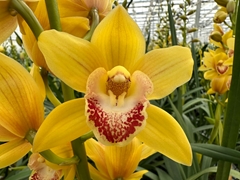 Cymbidium Mini Amber 60cm