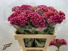 Celosia Lavly 56cm