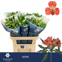Alstroemeria Estee 75cm 50gr.