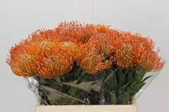 Leucospermum Ayoba Orange 40cm