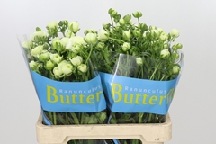 Ranunculus Butterfly Graces 60cm 30gr.