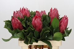 Protea Cynaroides Madiba 60cm