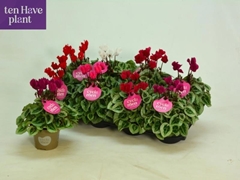 Cyclamen Super Serie Picasso 11Ø 25cm