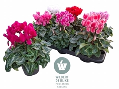 Cyclamen Super Serie Allure 12Ø 25cm
