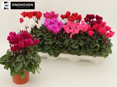 Cyclamen Super Serie Carino 10Ø 21cm