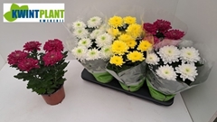 Chrysanth Zembla Mix 15Ø 32cm