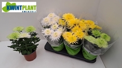 Chrysanth Anastasia Mix 15Ø 33cm