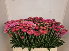 Chrysanth Spray Blenda 60cm