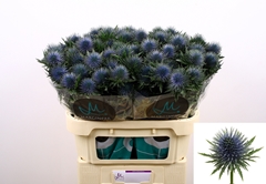 Eryngium Magnetar 70cm