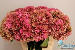 Hydrangea Glowing Alps Classic 60cm 18-20cm Hd