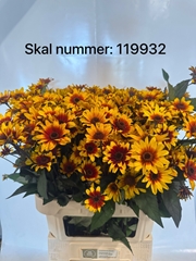 Heliopsis Sparkling Contrast 80cm