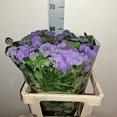 Ageratum Houstonianum Blue Planet 60cm
