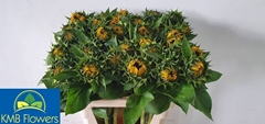 Helianthus Sunrich Orange 80cm