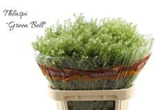 Lepidium Ruderale Green Bell 80cm 25gr.