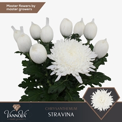 Chrysanth Single Stravina 70cm 110gr.