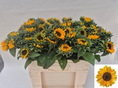 Helianthus Sonja 55cm 7cm Hd