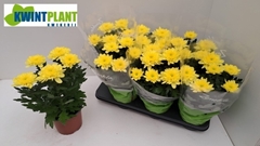Chrysanth Zembla Yellow 15Ø 33cm
