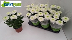 Chrysanth Zembla Lime 15Ø 31cm