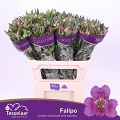 Alstroemeria Falipo 75cm 55gr.