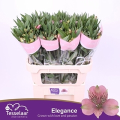 Alstroemeria Elegance 75cm 50gr.