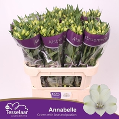 Alstroemeria Annabelle 70cm 55gr.