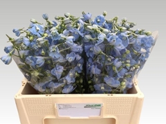Delphinium Single Ballkleid 55cm