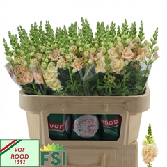 Antirrhinum Holly Double Champagne 70cm