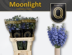 Delphinium Double Delphi's Moonlight 80cm