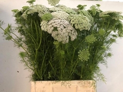 Ammi Visnaga Green Mist 75cm