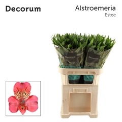 Alstroemeria Estee 75cm 70gr.