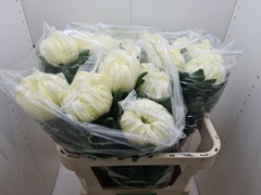Chrysanth Single Vienna White 80cm 160gr.