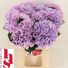 Hydrangea Royal Benefit 60cm 17-19cm Hd