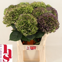 Hydrangea Royal Benefit Classic 80cm 20-22cm Hd