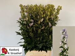 Aconitum Carmichaellii Cloudy 90cm