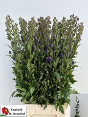 Aconitum Carmichaelii Arendsii 100cm