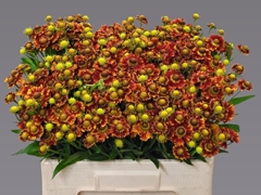 Helenium Autumn Fire 60cm