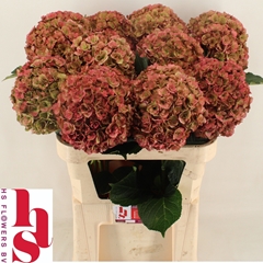 Hydrangea Royal Anastasia Classic 80cm 20-22cm Hd