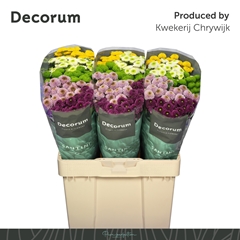 Chrysanth Santini Pompon Mix Per Bunch 55cm 44gr.
