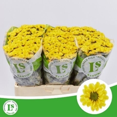 Chrysanth Santini Rossi Sunny 55cm 44gr.